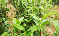 阳西有什么特产？阳西县东水山茶多少钱一盒