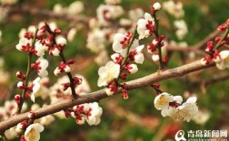 山东有梅花吗？安丘现在的气温是多少