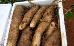 灵芝山药是哪里的品种？文山市红甸邮政编码是多少