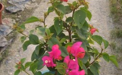 三伏天三角梅怎样管理才能开花？三月份阳谷的温度是多少