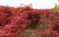 陕北地区可以种植日本红枫过冬吗？陕北最低温度是多少度