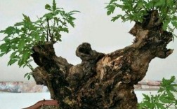 野挖黄荆多久能服盆？黄荆发芽温度是多少
