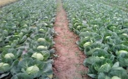 过冬包菜种植技术和方法？阳谷最冷多少度