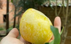 黄金奈李是哪里的特产？乐昌十二月份气温多少