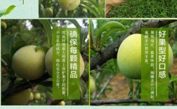 贵州蜂蜜李哪里产的？镇宁六马气温多少度