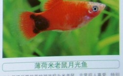 米奇鱼常温能生存吗？米奇适应多少温度
