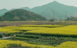上虞油菜花什么时候开？上虞历史上最低温度是多少