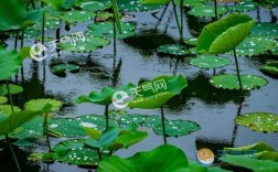 夏至一般下雨吗？夏至气温多少