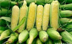 海南种植玉米的最佳时间？儋州水果一斤赚多少