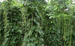 河南种豆角几月份最好？郑州一般立春以后都多少度