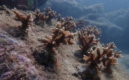 海水珊瑚适宜温度？台湾屏东县冬季最低气温多少