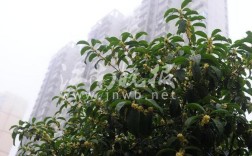 今年无锡桂花为什么还没有开？5月28日无锡湿度多少