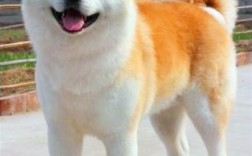 秋田在室外能抵抗的温度？秋田适合多少温度