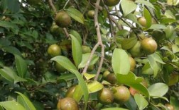 茶籽树一年可以结几次果？茶果树的年平均气温是多少
