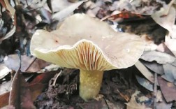 可食用的野生菇？姑咋到攀枝花多少公里