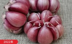云南哪里红蒜最好？弥渡年平均水温是多少