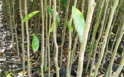 江苏沭阳地区适合种植沉香吗？沭阳高温多少天
