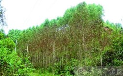 在湖北可以种植桉树吗？赤壁市最冷的是哪一年多少度