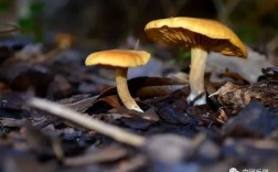 如何保存干香菇？浠水年平均湿度是多少