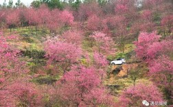 揭西樱花山谷几月份最好？广东揭西的天气应该是多少度