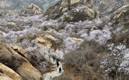 千山杏花什么时候开？四月份泰安多少度