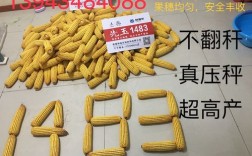 高产玉米种子有哪些？阜阳的天气积温是多少