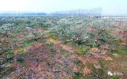 砀山的黄河故道风景怎么样？安徽砀山最冷多少度