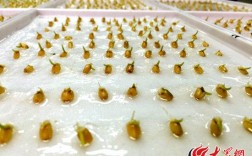 小麦出芽率试验怎么做？小麦出芽需多少时温