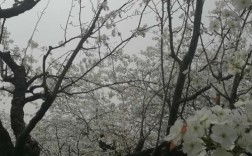 梨花淡白柳深青，柳絮飞时花满城。惆帐东栏一株雪，人生看得几清明。求解？郏县这次下多少厘米雪