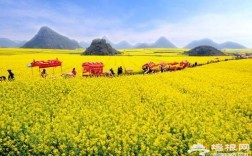 云南罗平菜花节什么时间开幕？罗平菜花节门票多少钱
