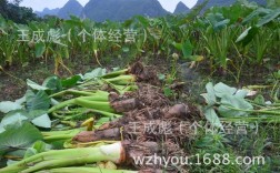荔浦芋头的生长周期与生长温度？荔浦历史最低温度是多少
