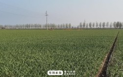 山东金乡大蒜的种植时间？金乡每年各月每日气温多少