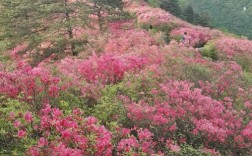 麻城属于那个省？麻城市龟山镇人社电话是多少