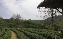 安徽哪些地方产茶?分别是什么茶？祁门到凫峰多少公里