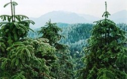 经济林木有哪些？大余的年平均气温是多少度