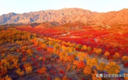金塔红叶最佳时间？金塔县最高温度是多少