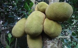 中国境内哪里可以种菠萝蜜？徐闻夏天高温多少度