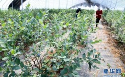 山西省运城能种大棚蓝莓吗？运城今天天气湿度是多少
