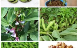 蚕豆几月份播种最好？蚕豆的生长期总共多少天