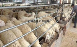 标准化养羊场成本？砀山周寨镇有几个养羊场多少钱