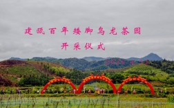 哪里的乌龙茶最好？建瓯到东峰多少路