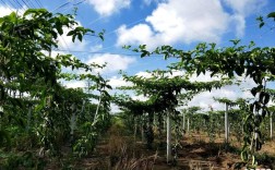 百香果在江西丰城种植会结果吗？江西丰城市室内温度多少合适
