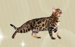 孟加拉豹猫颜色浅怎么办？去孟加拉一周带多少钱