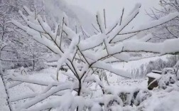 半月雪什么意思？今年新洲要下多少场雪