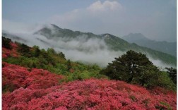 2023大别山杜鹃花开花时间？金寨明天降水达到百分之多少