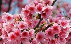 樱花花期最长和最晚多少天？樱花开时一般气温多少度