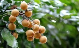 在广东龙眼什么时候种？深圳立春后气温大约多少度