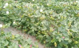 棉花种植方法和步骤？棉花出苗需要多少水份
