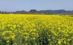 临沂附近赏油菜花最好的地方？三月布拉格多少度