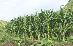 云南可以种植玉米吗？云南文山富宁县海拔多少米